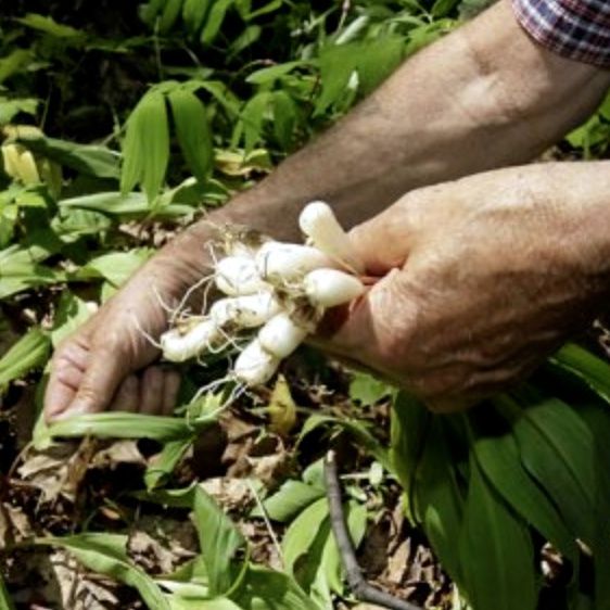 ail des bois Canada