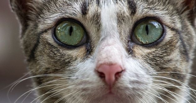 La Vision De Votre Chat Le Blog Histoire Rochoise