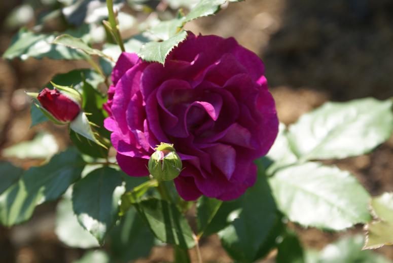 Mes roses violettes - Le blog de Rosacorleone