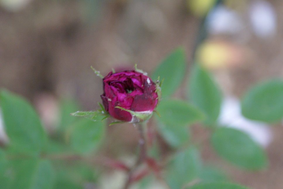 Une rose, un jour : Petite renoncule violette - Le blog de Rosacorleone