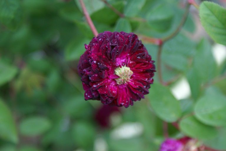 Une rose, un jour : Petite renoncule violette - Le blog de Rosacorleone