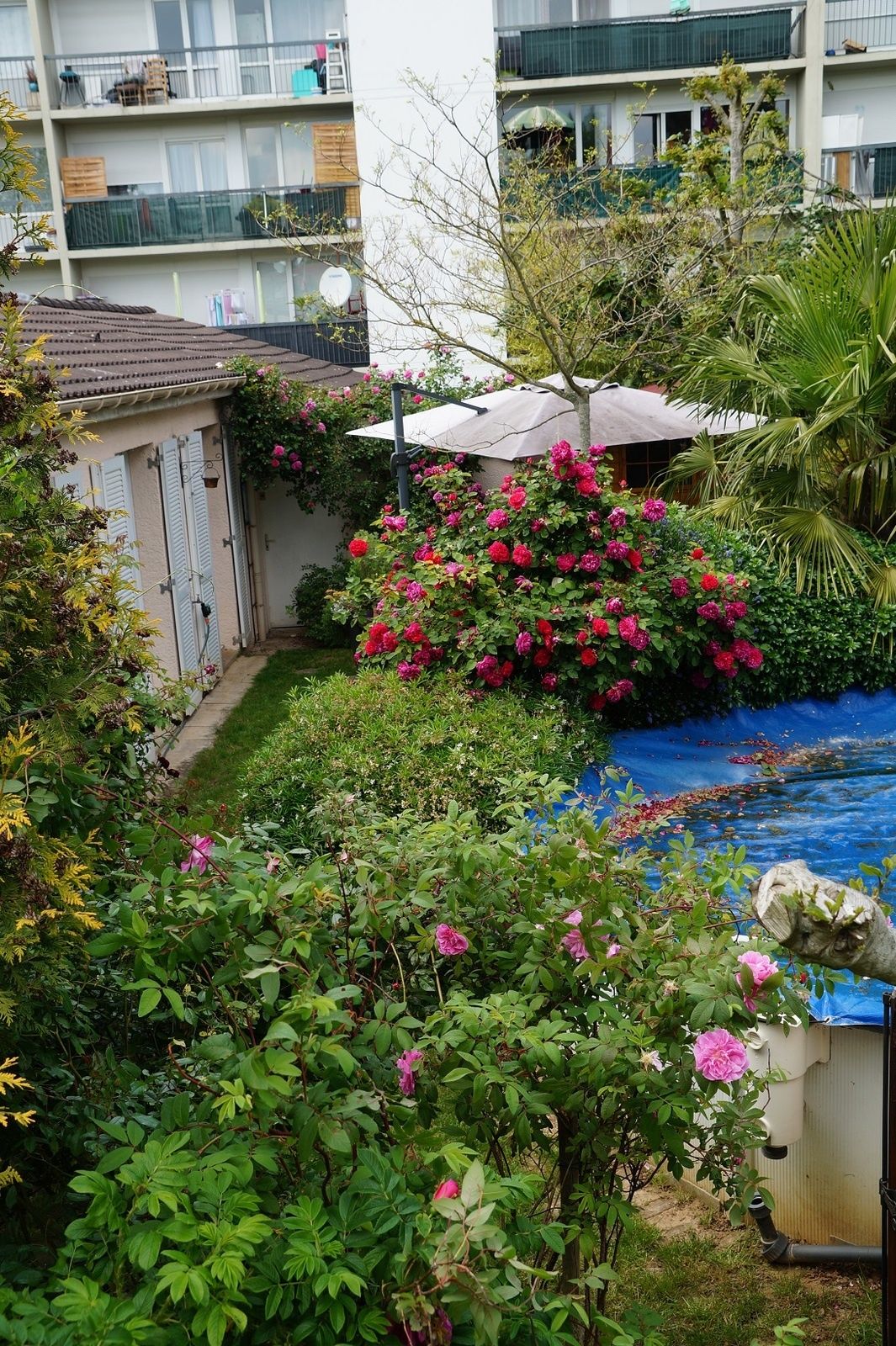 Un tour de jardin en images Le blog de Rosacorleone