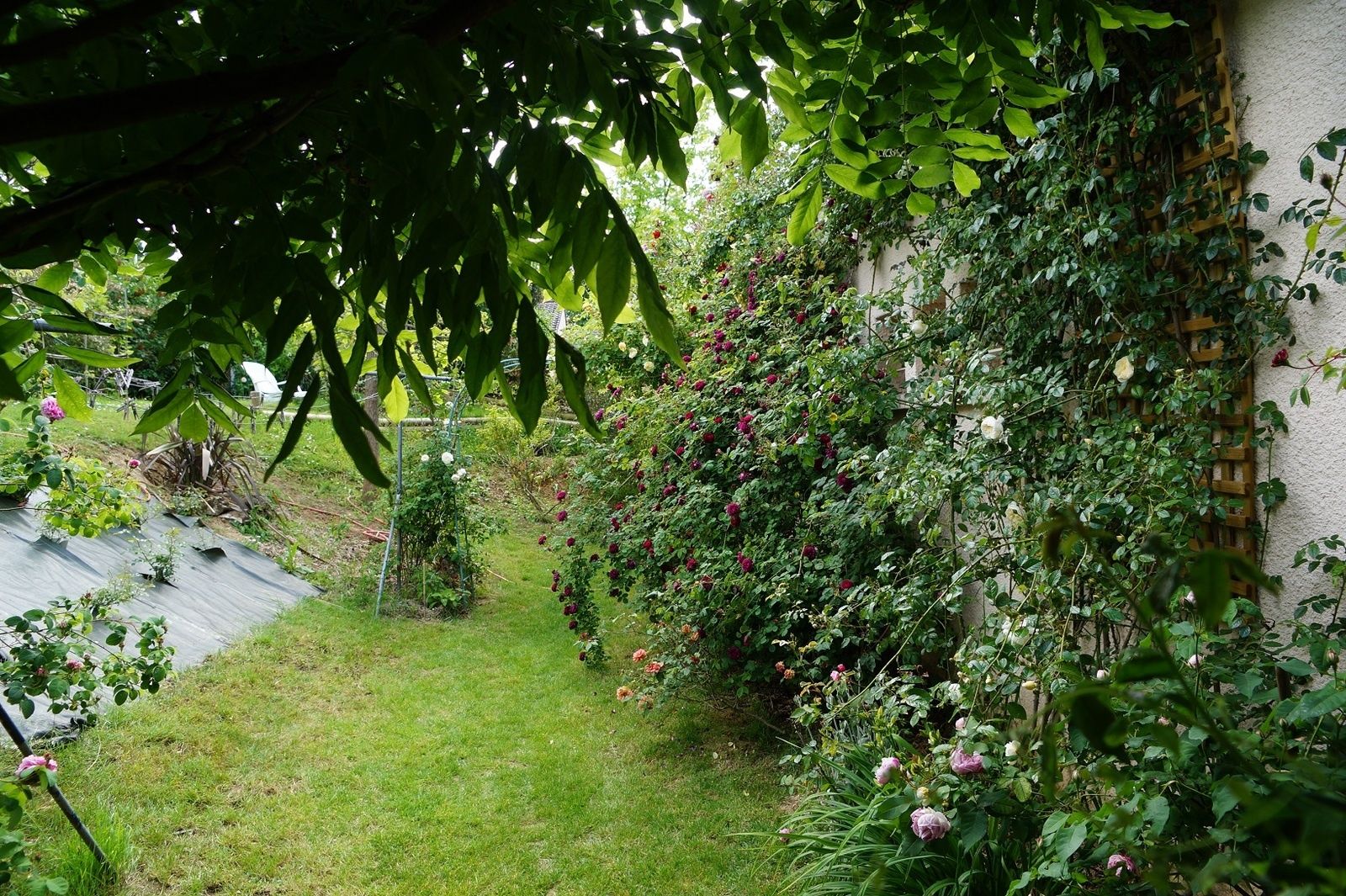 Un tour de jardin en images Le blog de Rosacorleone