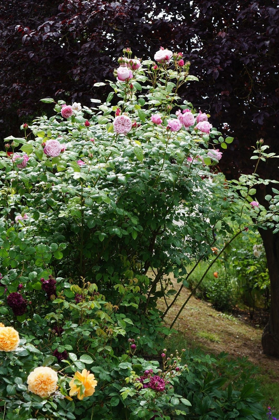 Rosa Spirit Of Freedom Ob_dca1a8_dsc06414m