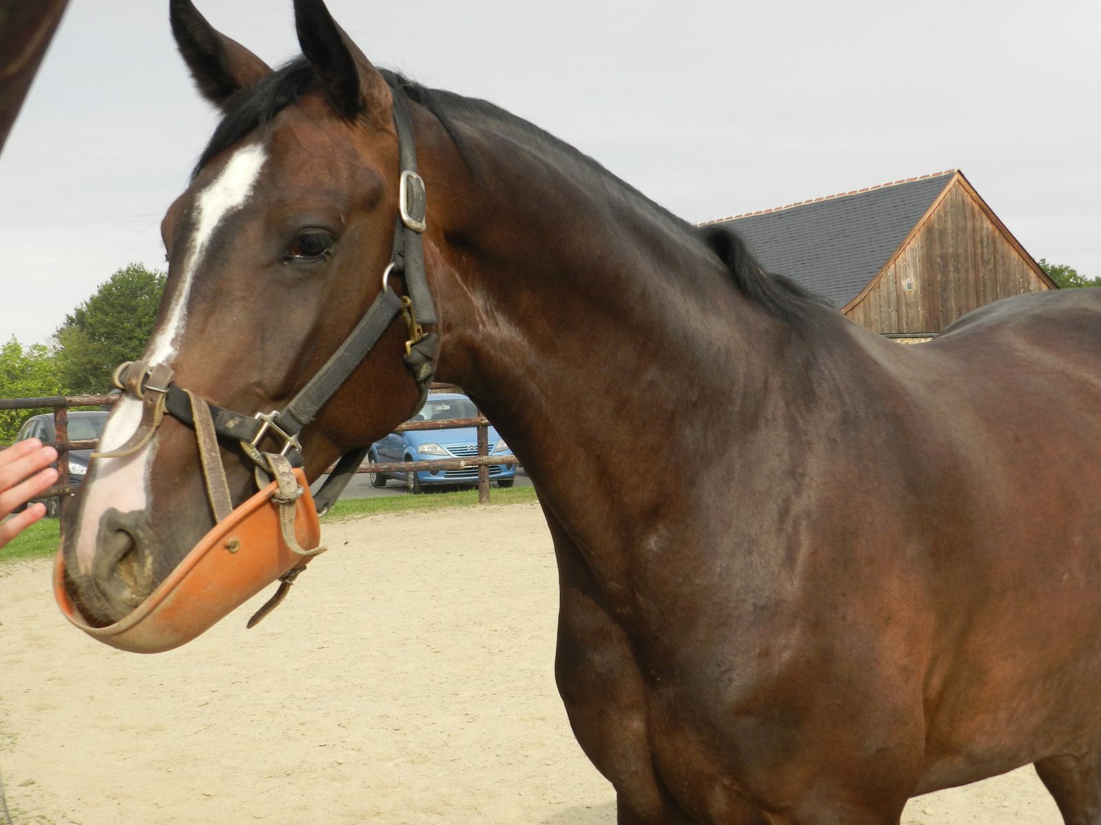 Utiliser un panier pour empêcher un cheval de manger - Techniques d'élevage