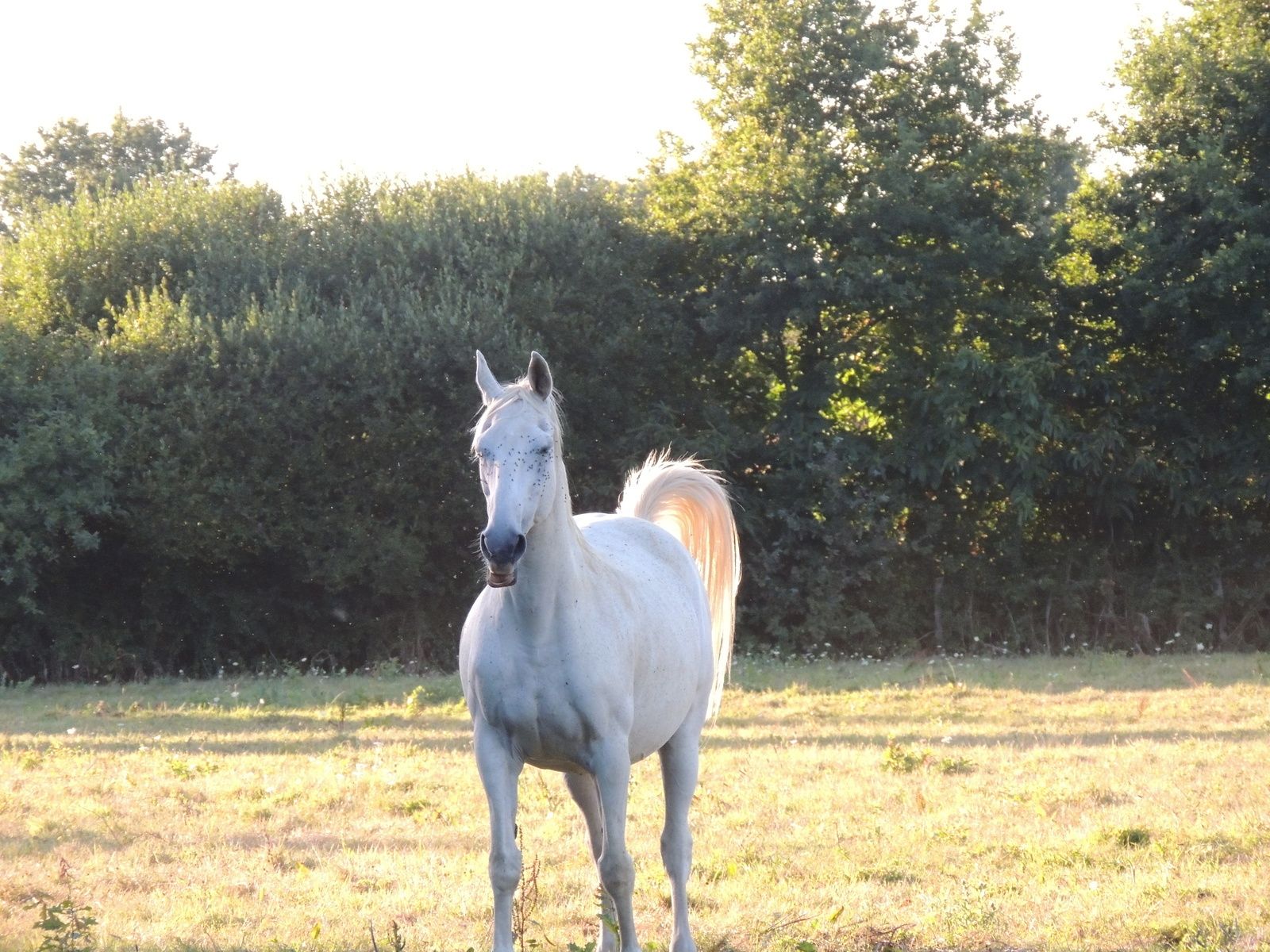 Combien Puis Je Nourrir De Chevaux Sur Mon Pre Techniques D Elevage