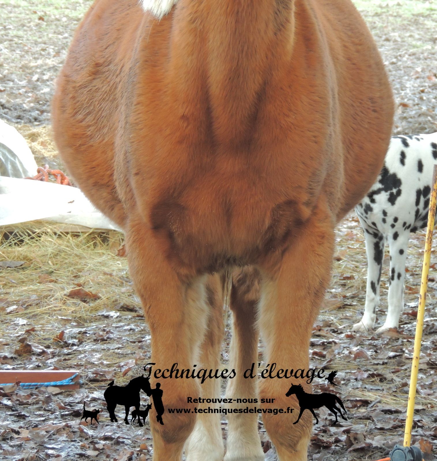 Le Cheval Le Plus Maigre Du Monde Mon cheval est gros, gras, obèse, suifard… ou il a un gros ventre ? -  Techniques d'élevage