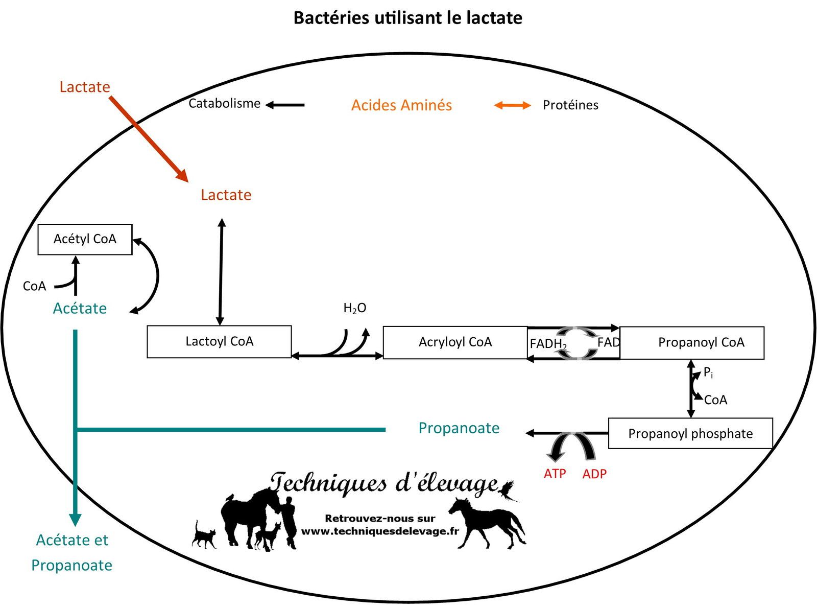 Bactéries intestinales du cheval utilisant le lactate. Techniques d'élevage. Tous droits réservés