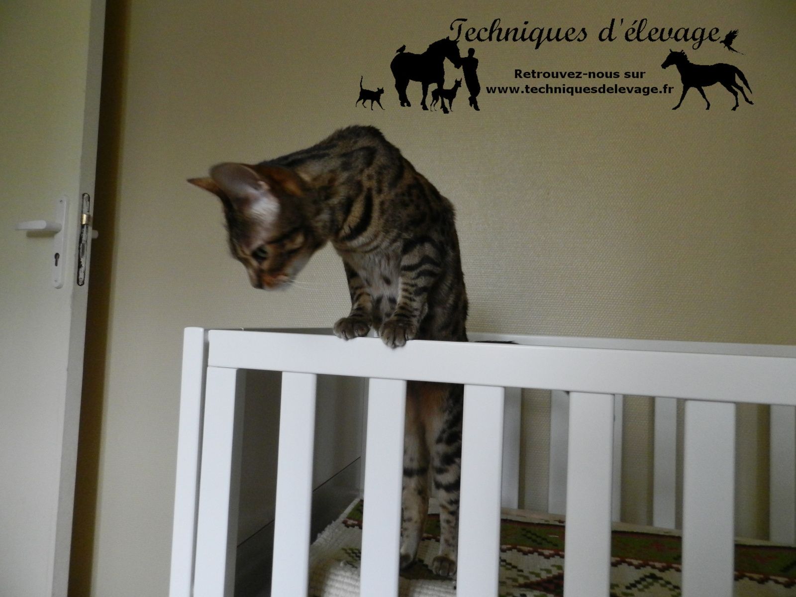 Chats Insecticides Huiles Essentielles Techniques D Elevage