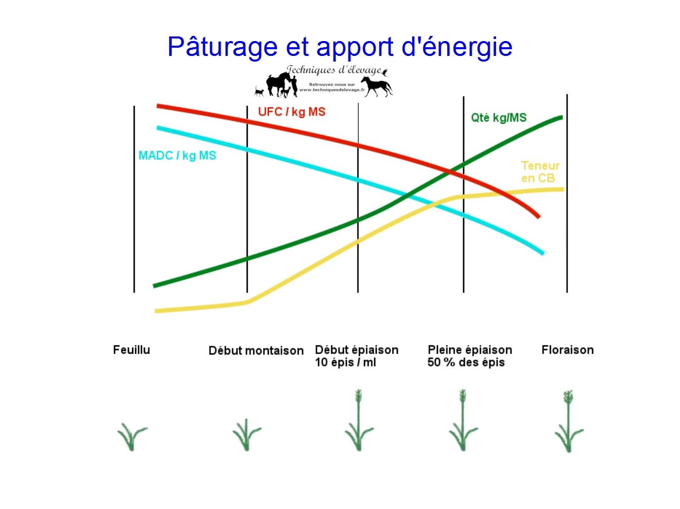 Stade de coupe d’un foin s’adapter à l’animal Techniques d'élevage
