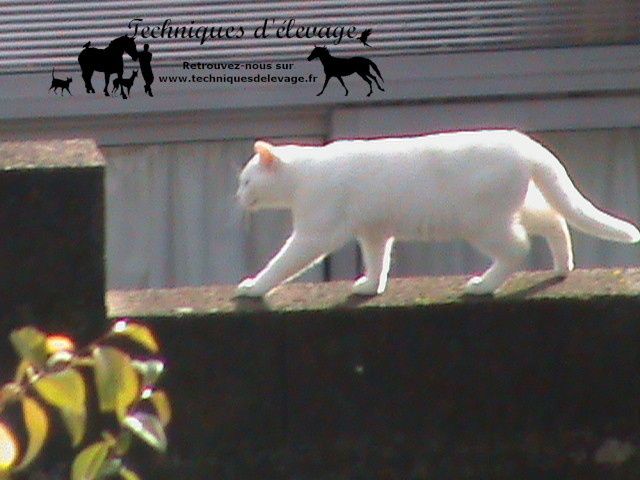 Lutter Contre Ctenocephalides Felis Ou La Puce Du Chat Naturellement Techniques D Elevage