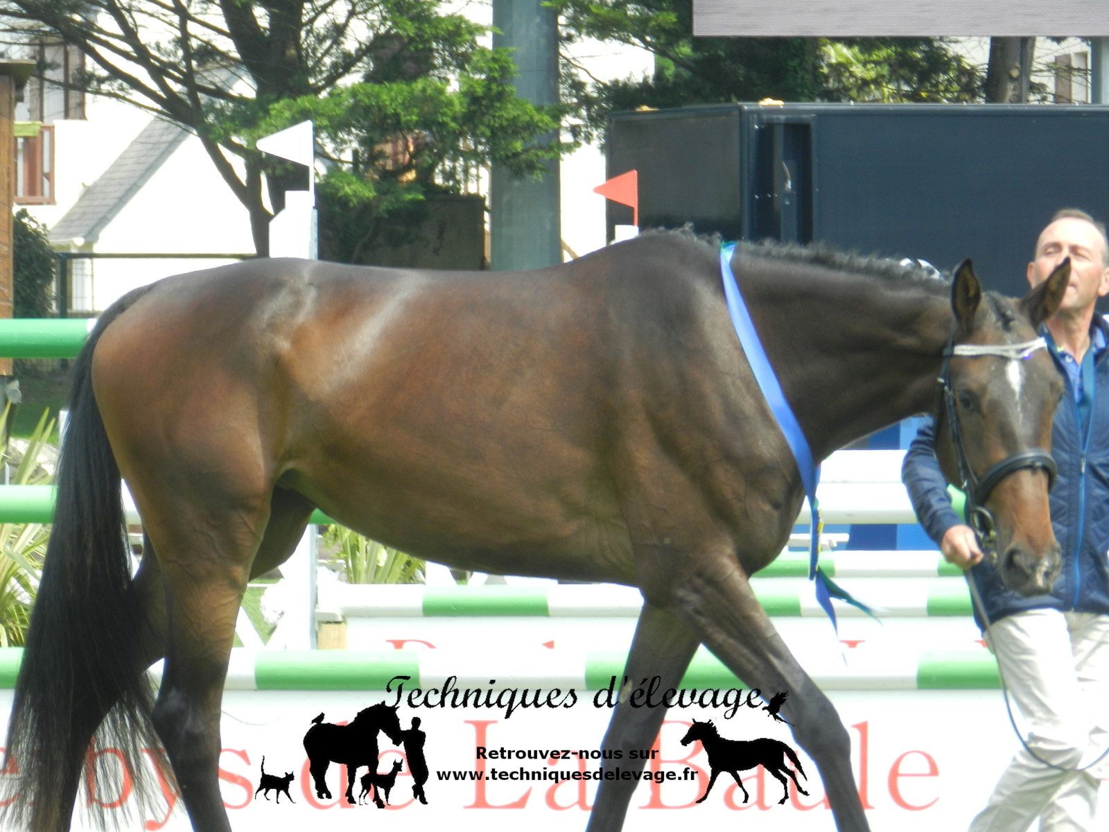 De quoi est composé le crottin d'un cheval ? Techniques d'élevage