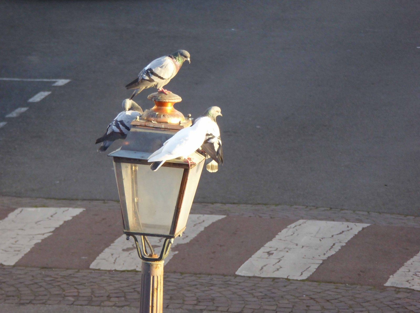 La Fontaine en aurait tiré une fable... Le blog de Ritournelle