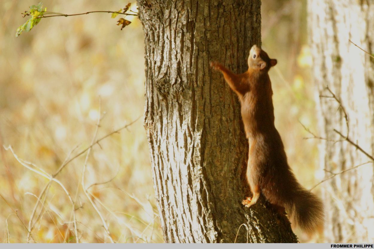  Écureuil roux Sous toutes ses coutures!  
