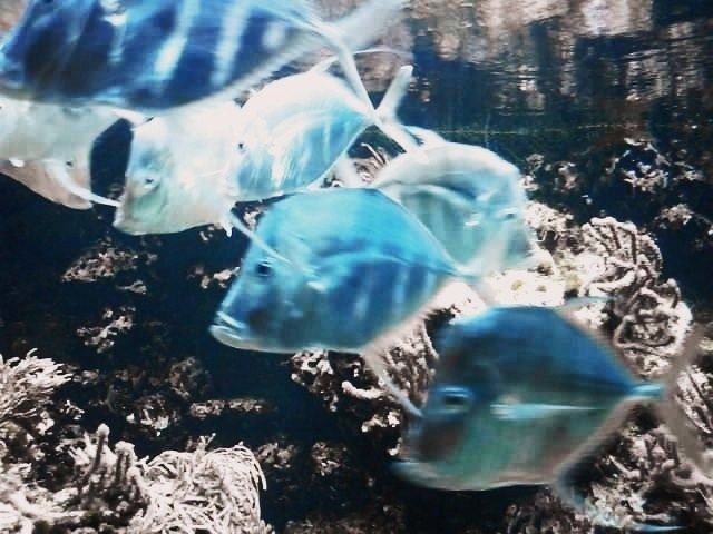 les poissons lune