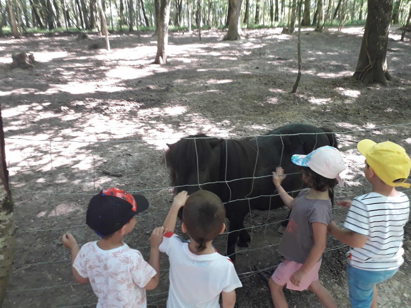 Les animaux