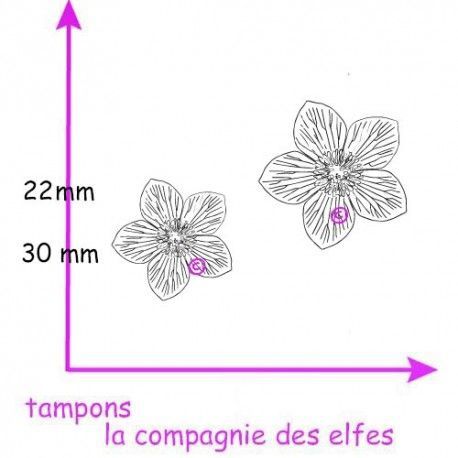Hellébores