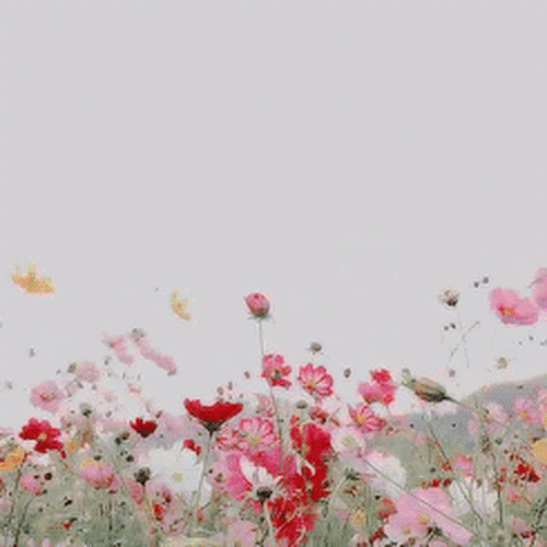 Le printemps et ses jolies fleurs en gif. Spring + flowers ...