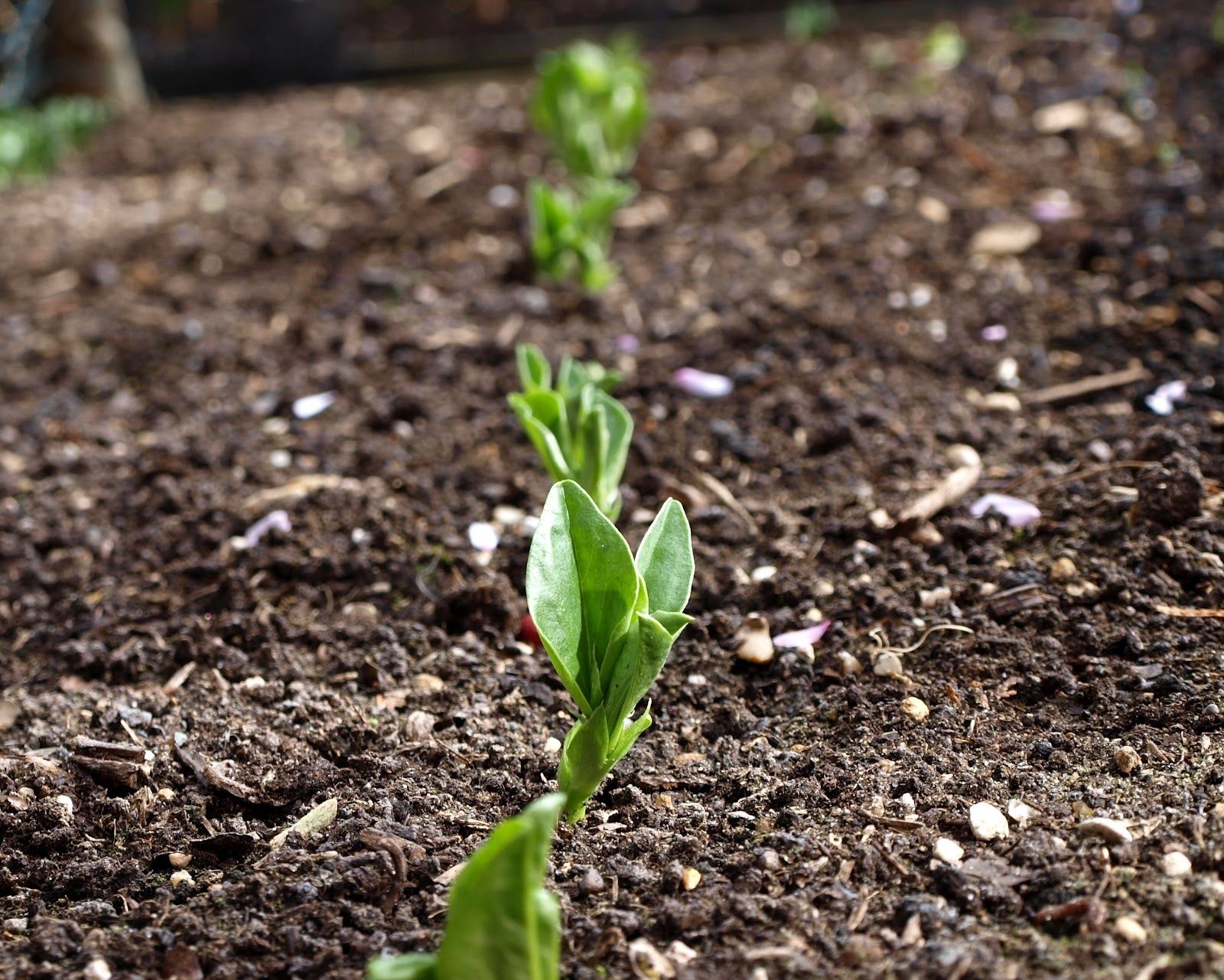 Germinations d’automne