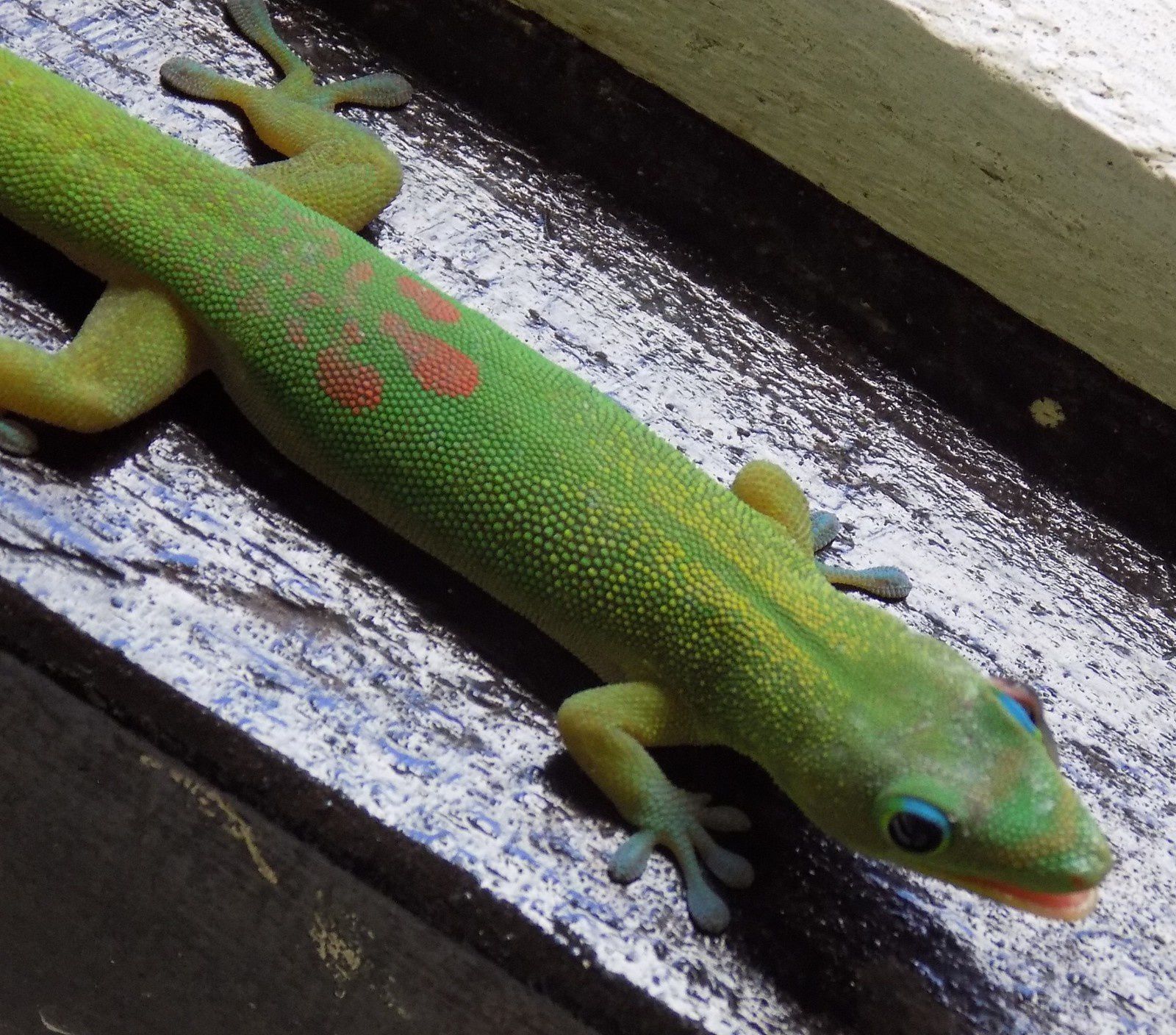 GECKO DE HAWAI A MOOREA - Hawaian Gecko in Moorea
