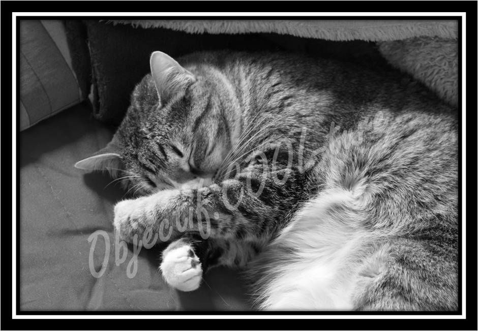 C comme chat