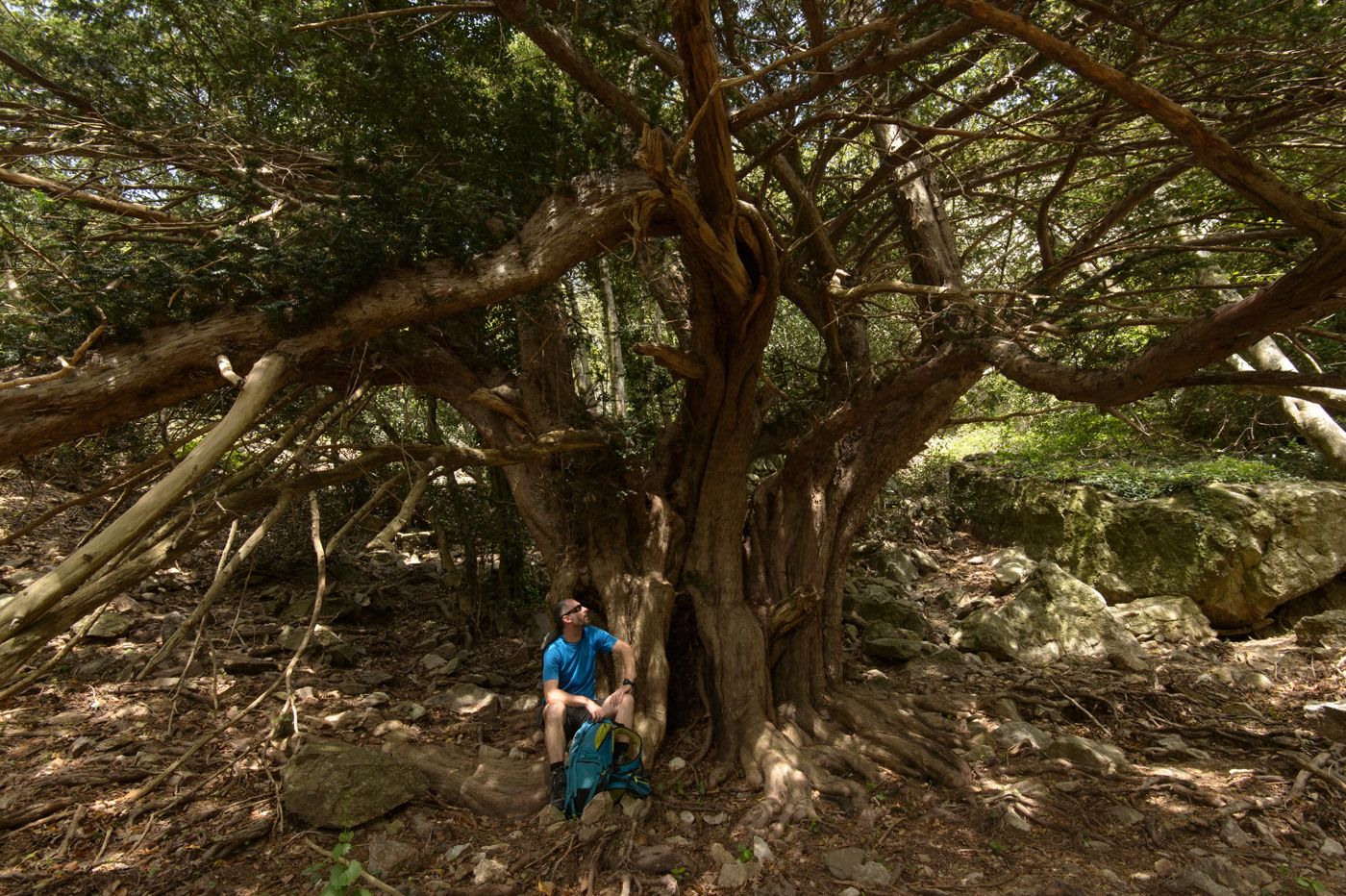 Sous le vieil if de la Massane