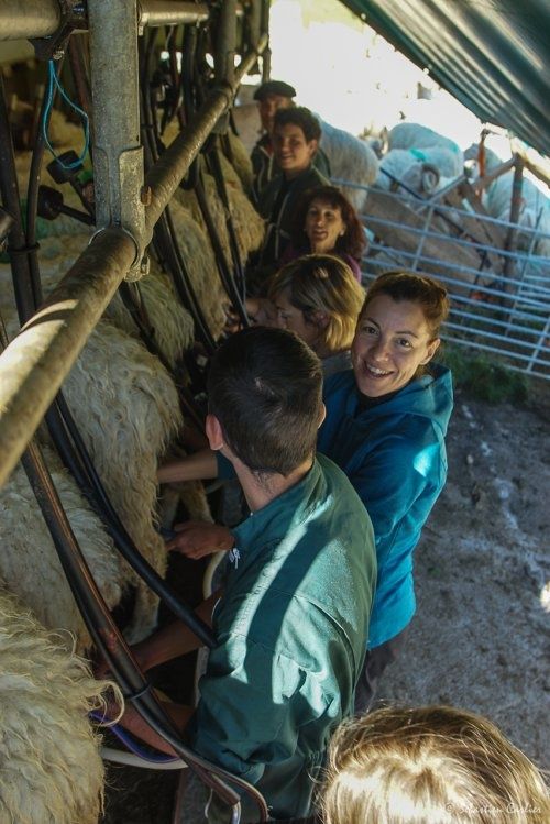 Stage vie de berger en vallée d'Ossau