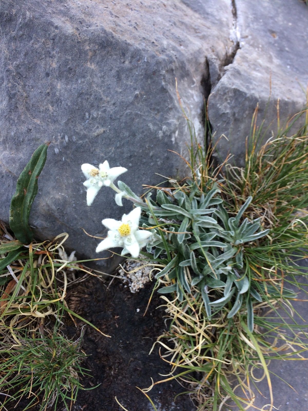 Les vires de la Escuzana et des Fleurs