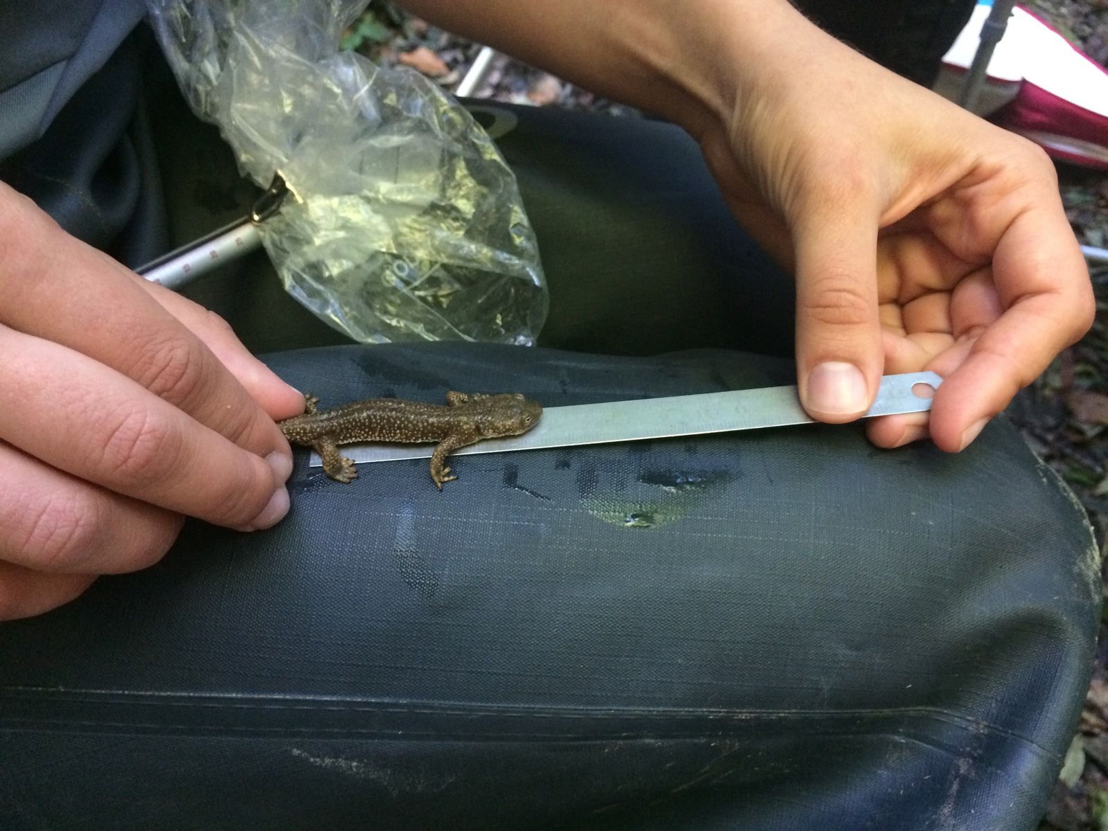 Le calotriton, star du Pyrénées magazine de mars-avril