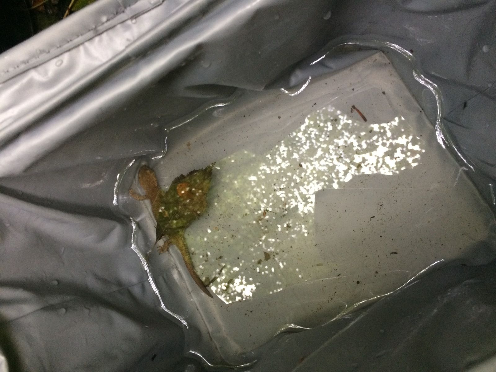 Le calotriton, star du Pyrénées magazine de mars-avril