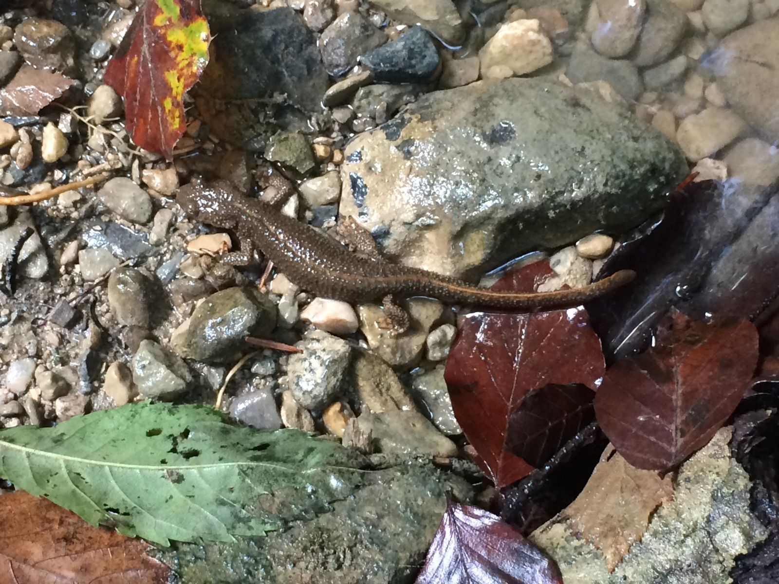 Le calotriton, star du Pyrénées magazine de mars-avril