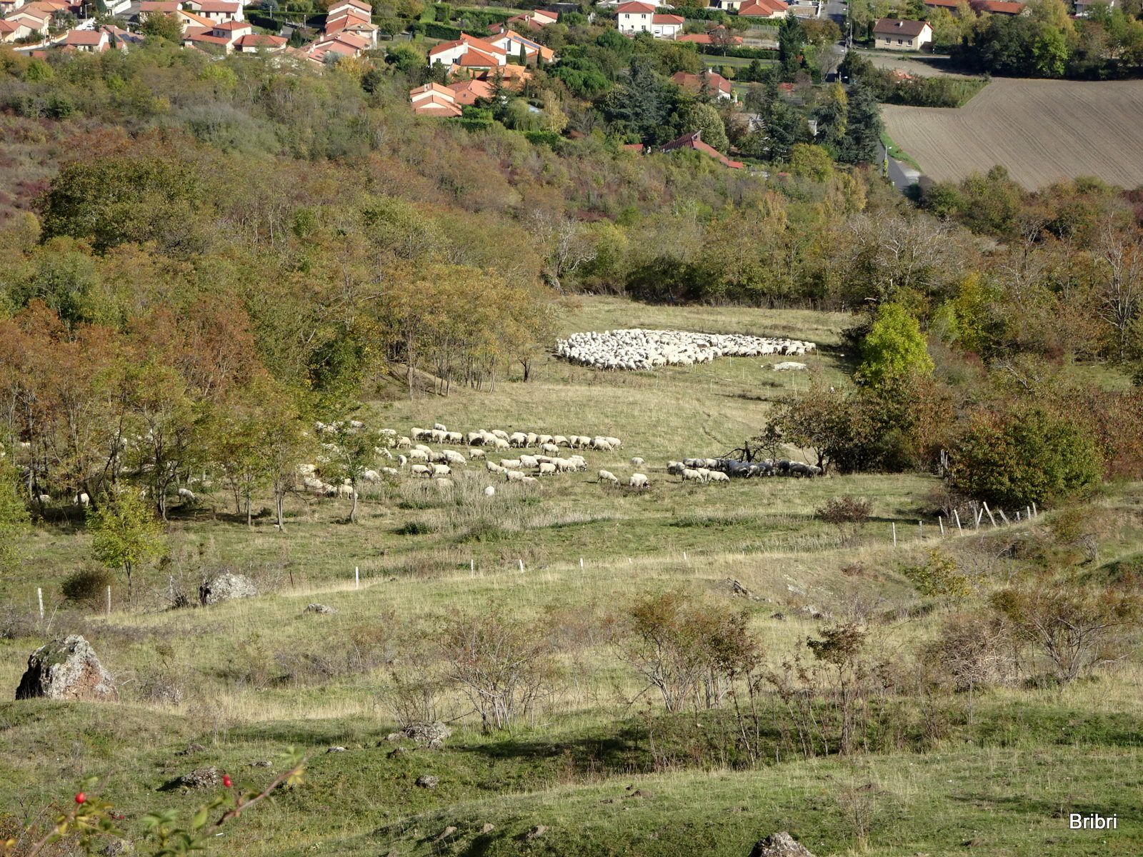 Les moutons nettoient les pentes du plateau, on a longtemps marché sur les crottes de ces ruminants très utiles.