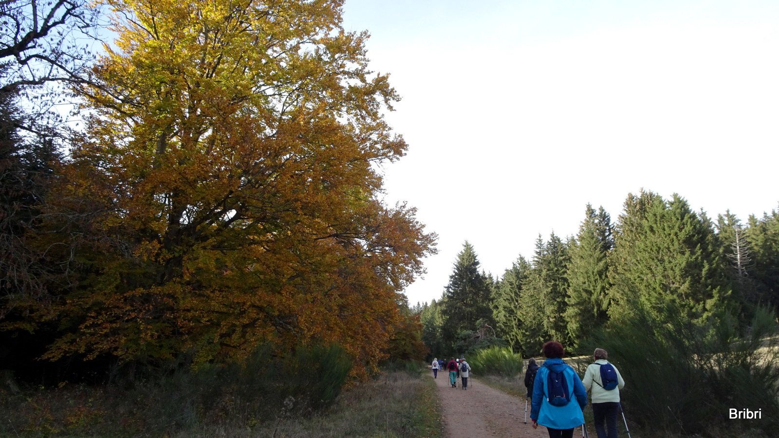 Ici aussi il y a des arbres abîmés, mais ils ont leurs superbes couleurs d'automne.