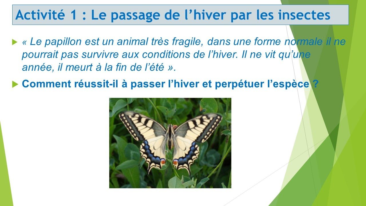Cycle De Vie Du Papillon Machaon Svt 6ème Les êtres vivants au cours des saisons - Cours de SVT en ligne niveau  Collège