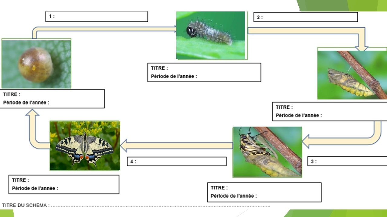 Cycle De Vie Du Papillon Machaon Svt 6ème Les êtres vivants au cours des saisons - Cours de SVT en ligne niveau  Collège