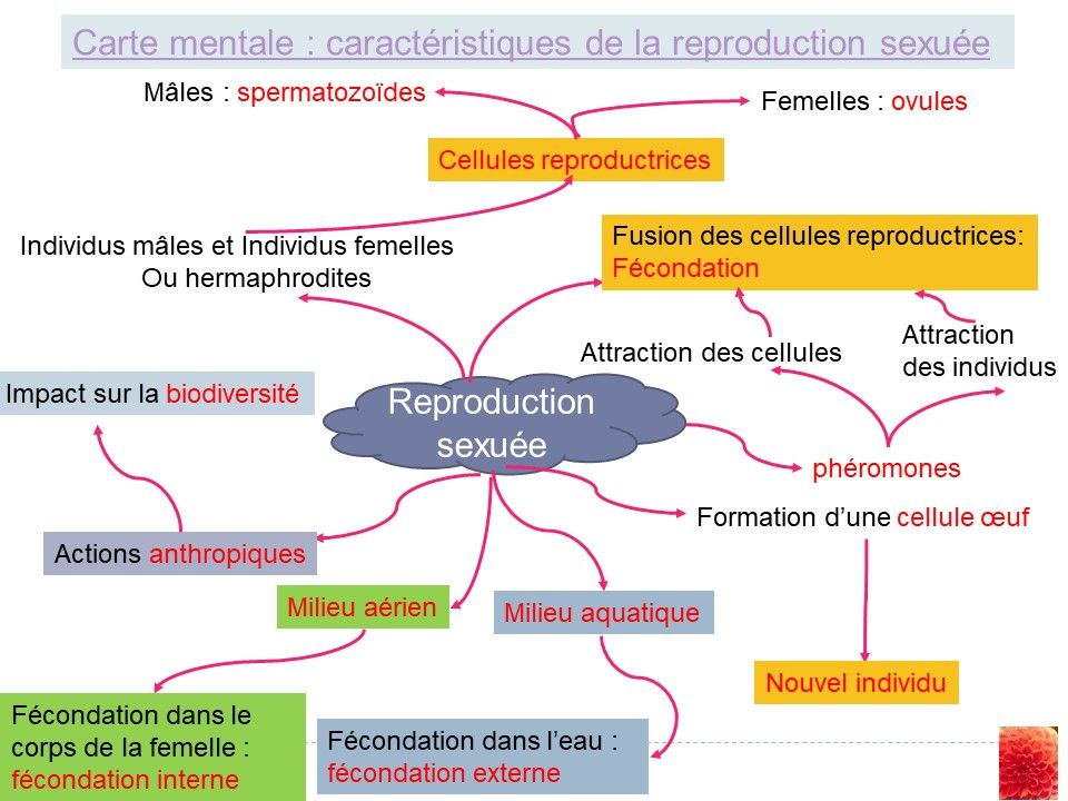 Carte Mentale Reproduction Sexuée Et Asexuée Leçon 7 : La reproduction sexuée selon les milieux de vie - Cours de