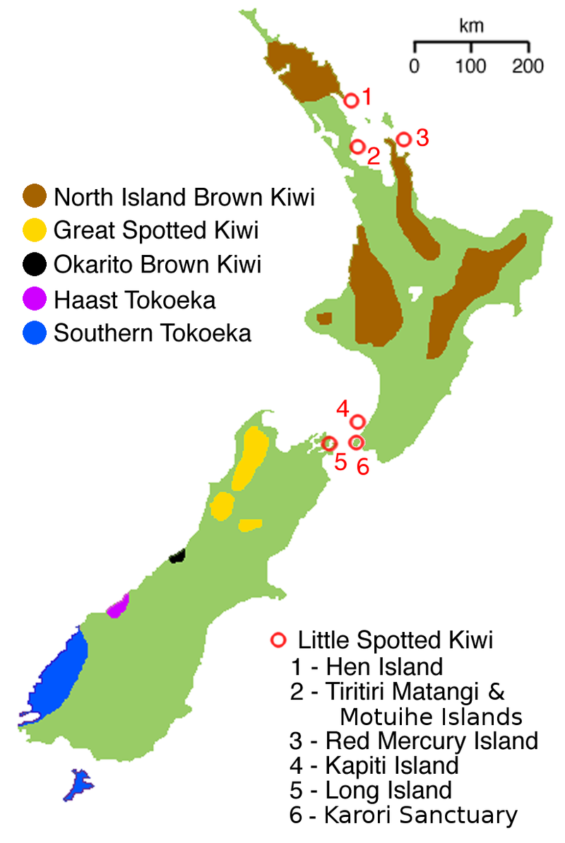 Les Kiwis Oiseaux En Danger Coco Magnanville
