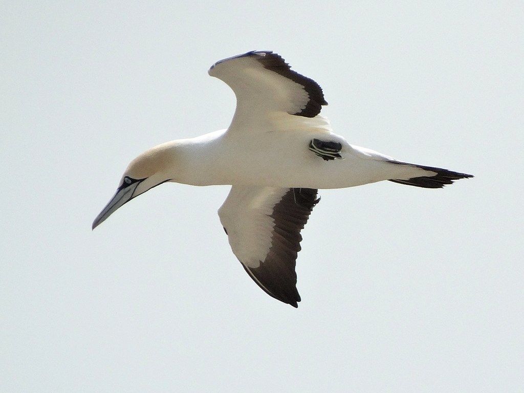 Les Oiseaux Menacés En Namibie 2e Partie Coco Magnanville