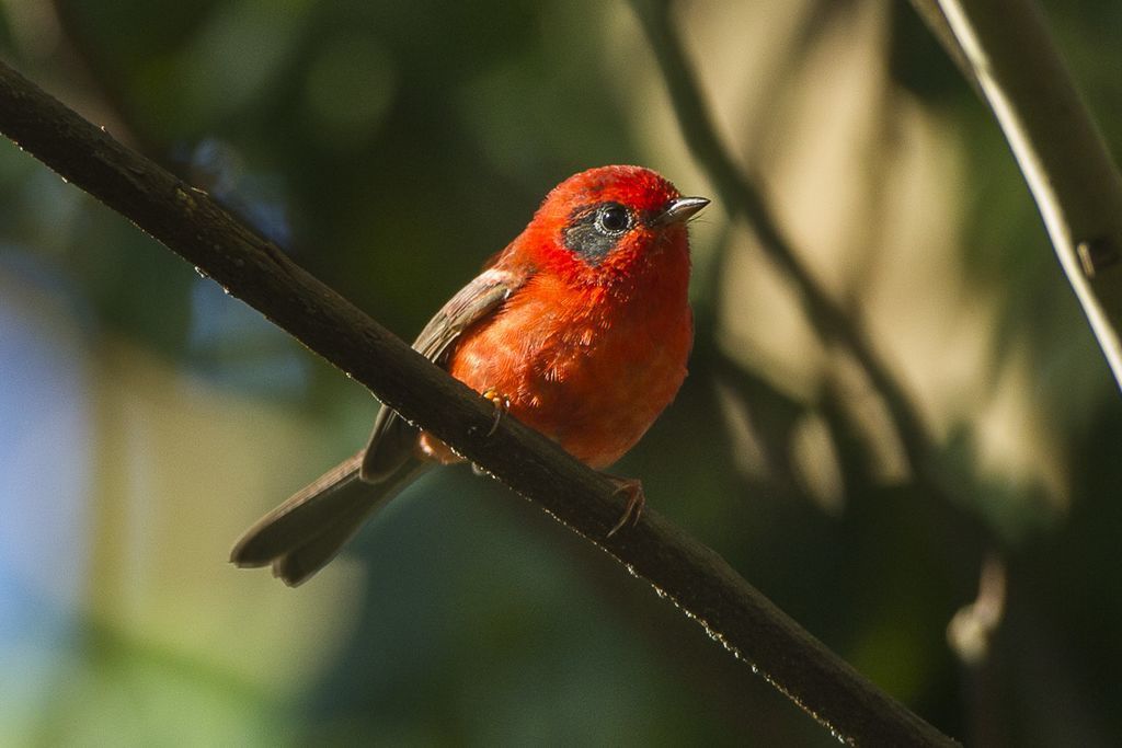 paruline rouge - By Francesco Veronesi from Italy - Red Warbler - Sinaloa - Mexico_S4E1238, CC BY-SA 2.0, https://commons.wikimedia.org/w/index.php?curid=46896775