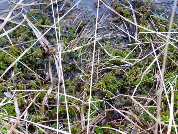 ...sphaignes qui, dans quelques milliers d'années, deviendront tourbe...