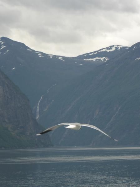 et bientôt, nous arrivons au Geirangerfjord, le plus réputé de Norvège... celui que l'on voit dans toutes les publicités (mais avec un ciel tout bleu)