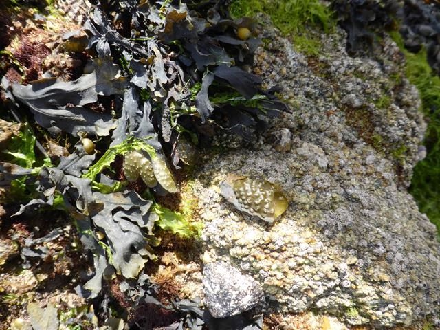 Escapade dans le Morbihan  Jour 5 : les algues...
