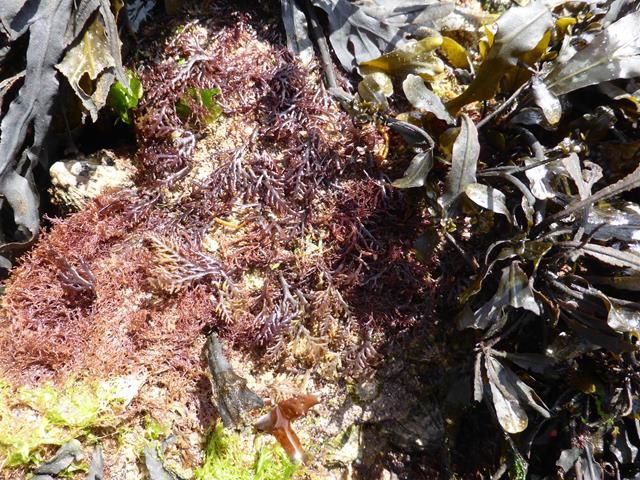 Escapade dans le Morbihan  Jour 5 : les algues...