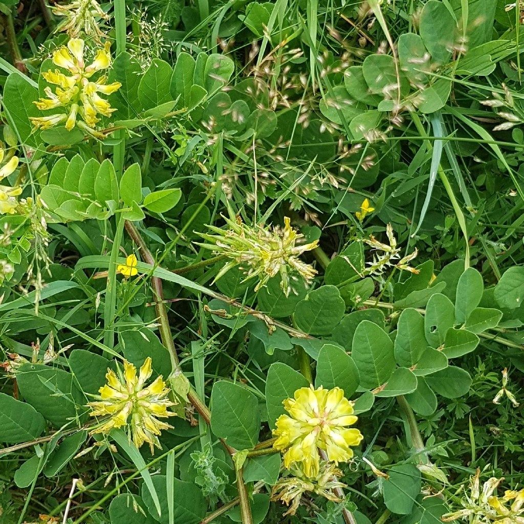 Superbe balade à Moudeyres le 7 juillet 2019 Astragale à feuille de