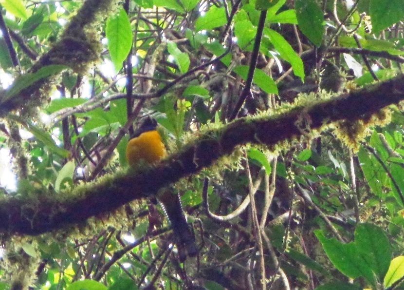 Costa Rica - Jour 6 : Arenal - La réserve Místico