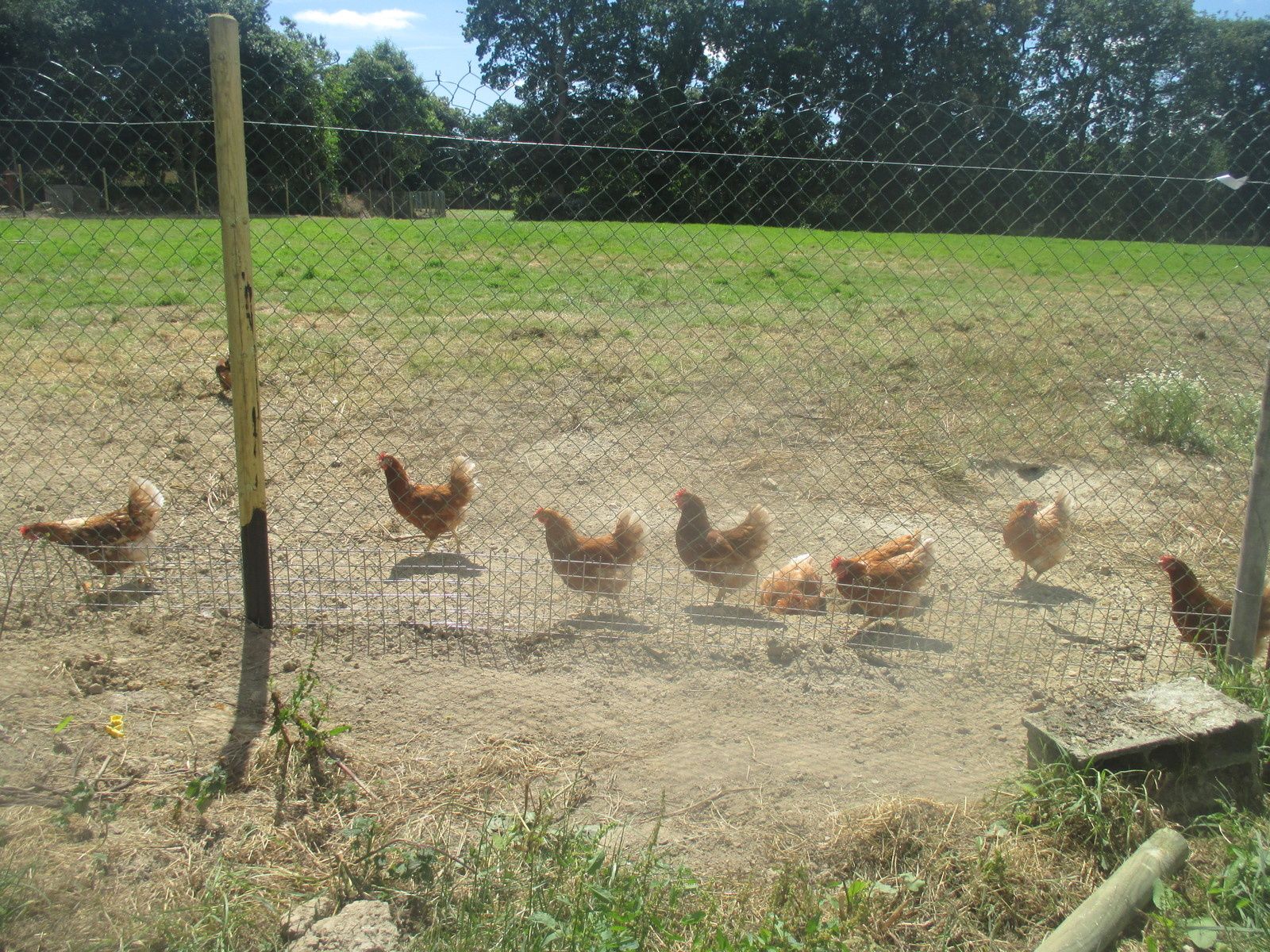 La Ferme De Gildas Le Blog De Voisins De Paniers