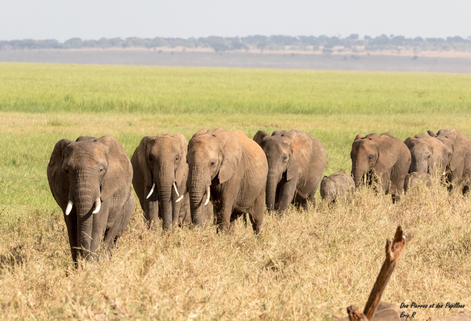 Tanzanie : le parc de Tarangire, des Baobabs et des Éléphants ...
