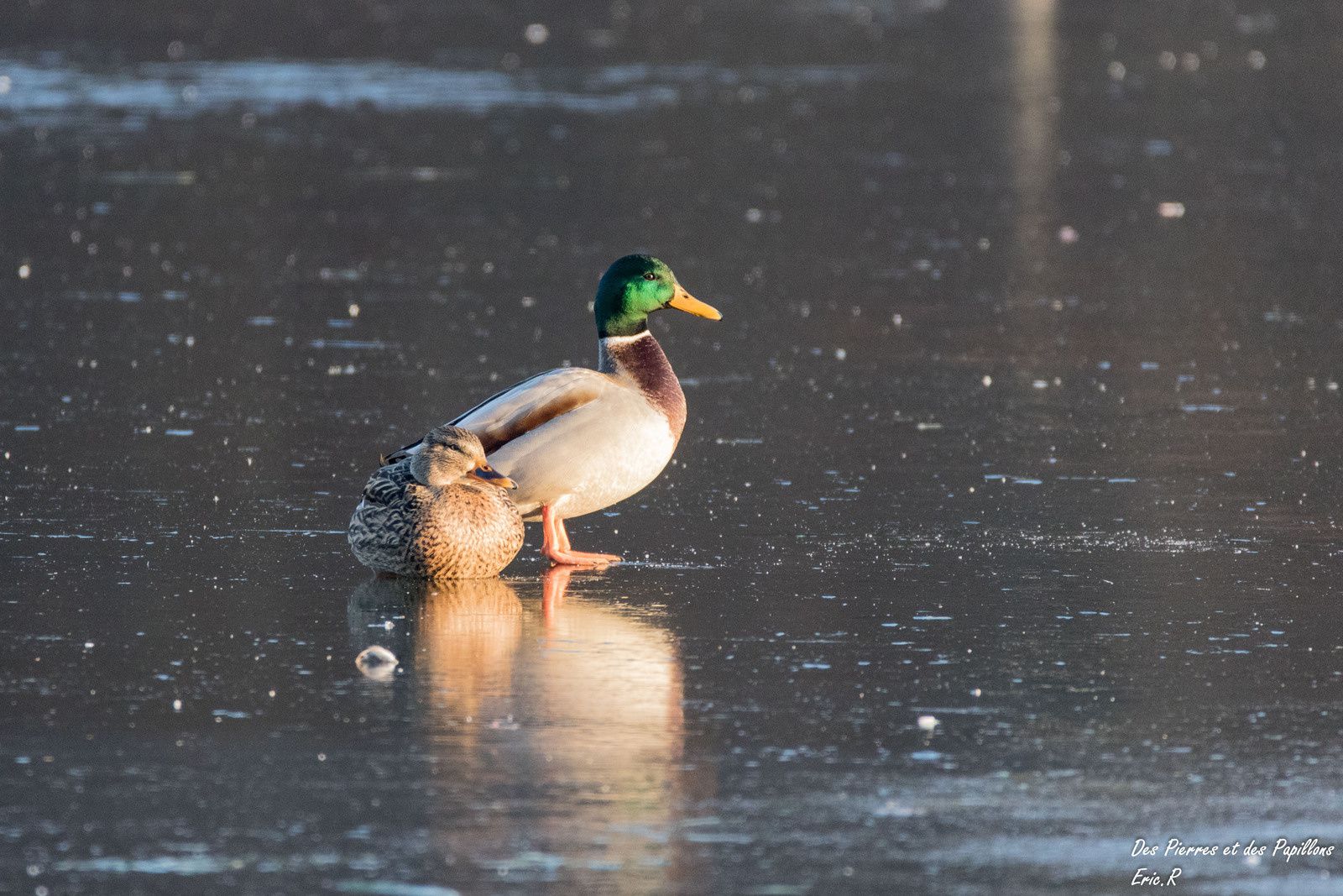 Des canards colverts, toujours sur la glace.