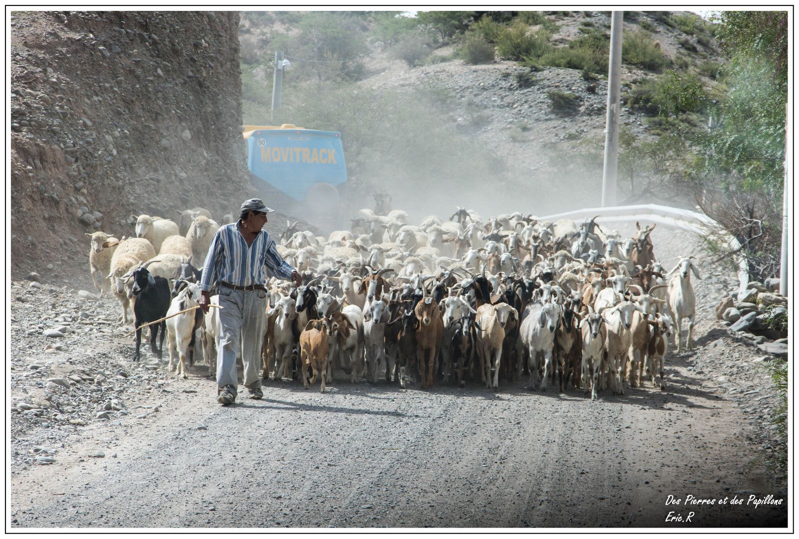 Chèvres et moutons sur la route 40