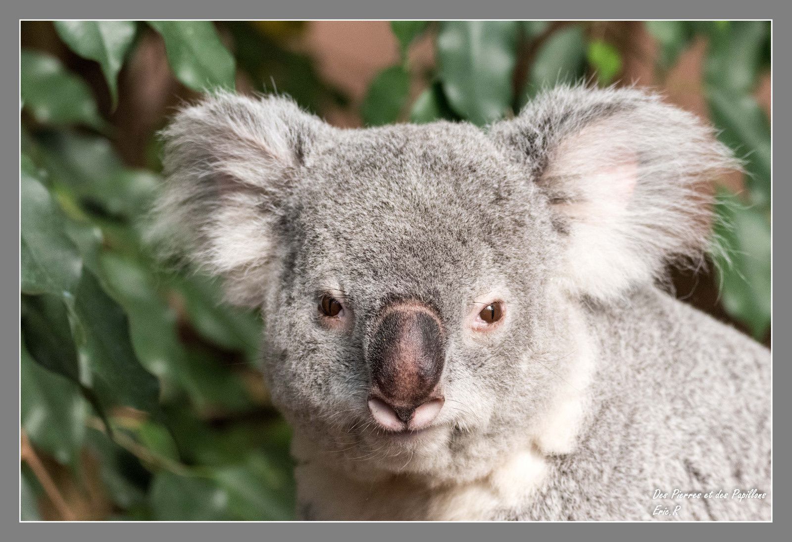 Un koala.